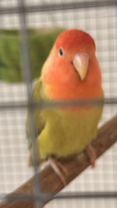 Vendo casal de Agapornis domesticado