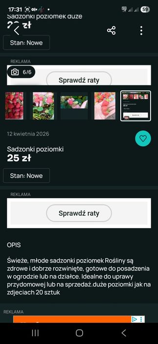 Sadzonki poziomek