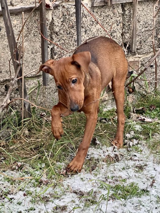 Pinczer średni - pinczer niemiecki - suczka do odbioru