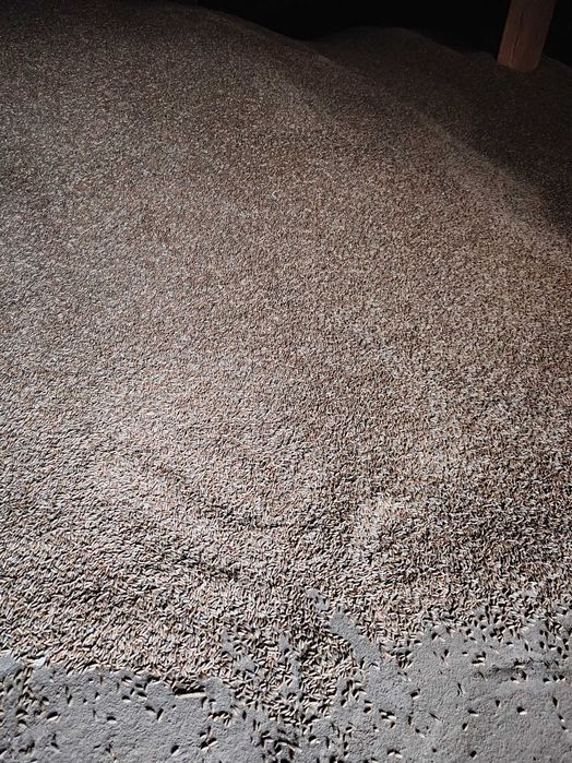 Sprzedam żyto ozime