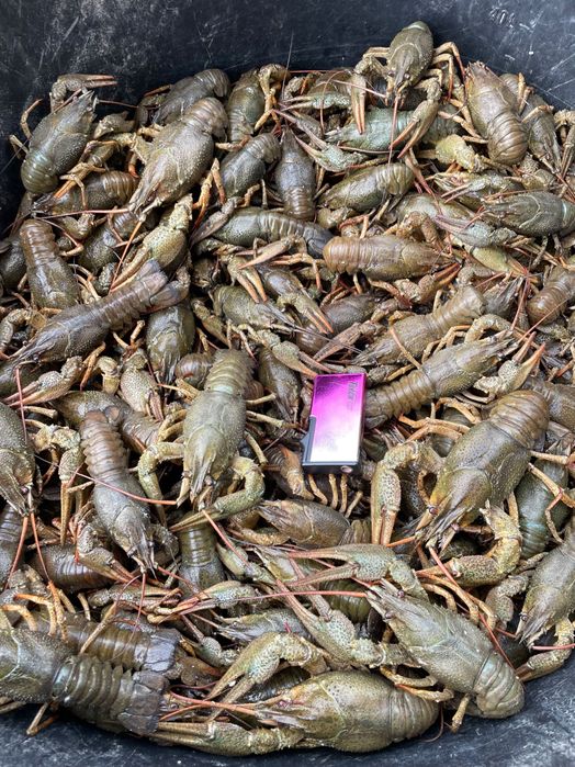 Продам живі раки
