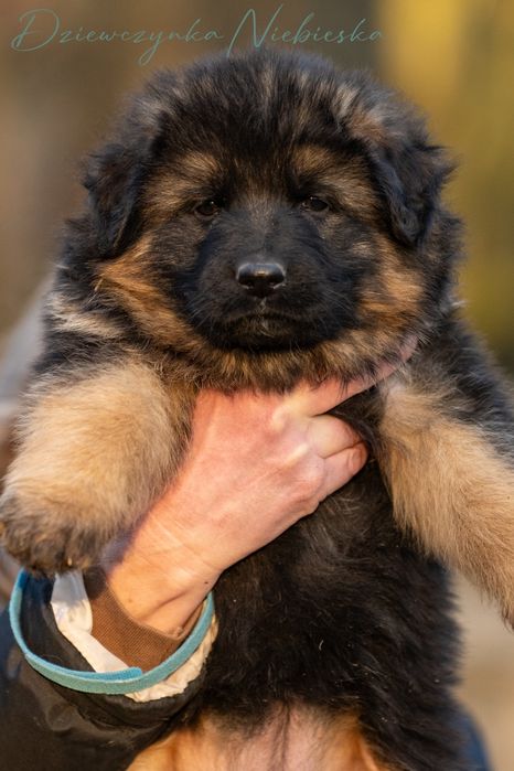 Owczarek Niemiecki Długowłosy