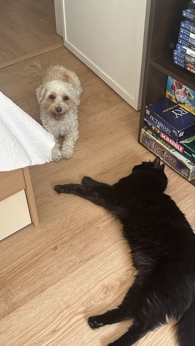 Petsitting e Passeio de cães