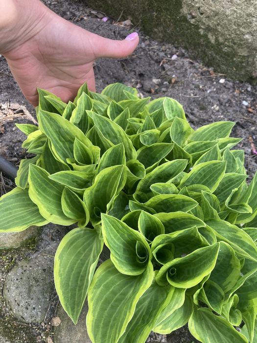 Хоста садова сортова