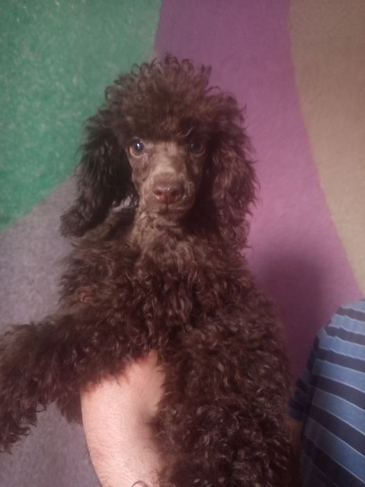 Хлопчик шоколадний пудель