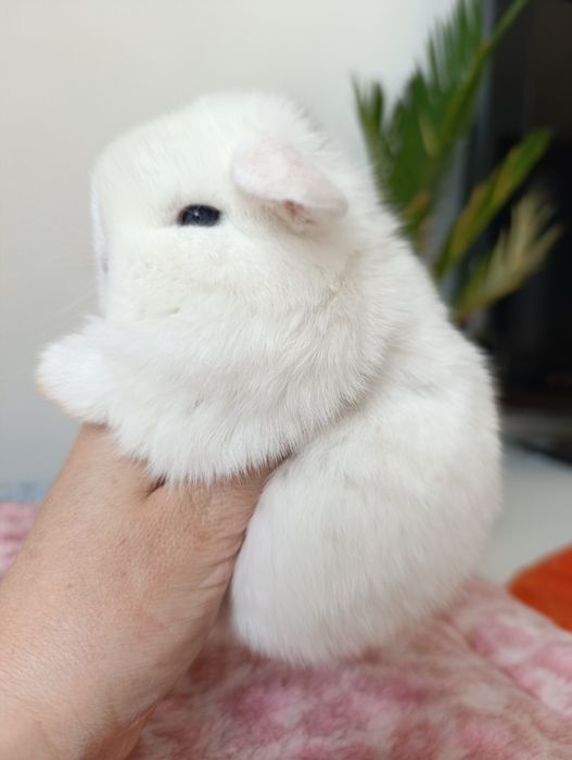 Królik króliczek mini lop hodowla zarejestrowana