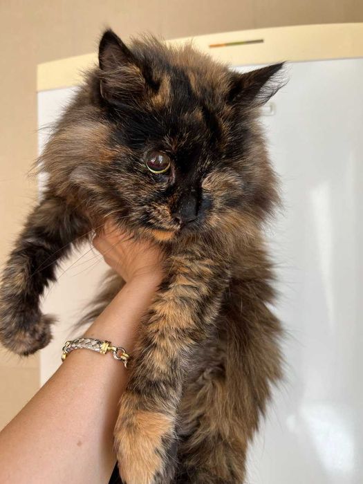 Особенная кисонька