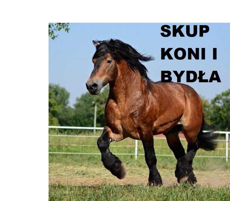 Skup KONI bydła Żywca !UBÓJ!