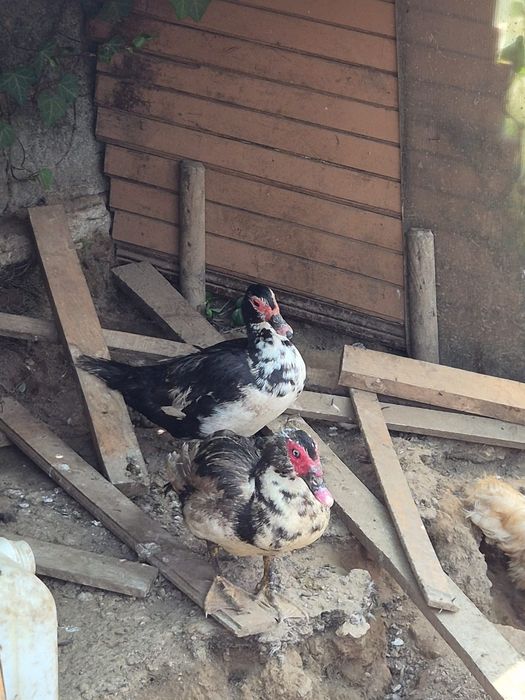 Vendo casal patos