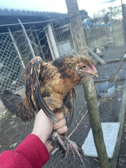 Vendo garnizos criados na quinta