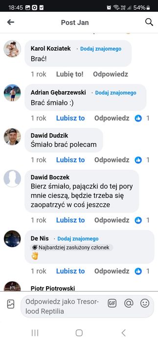 Avicularia avicularia L2 - ptasznik Avi