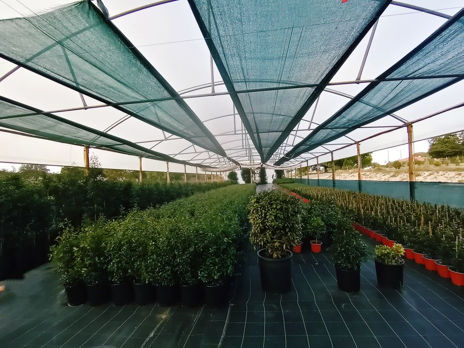 Eugenias Myrtifolia 1 metro