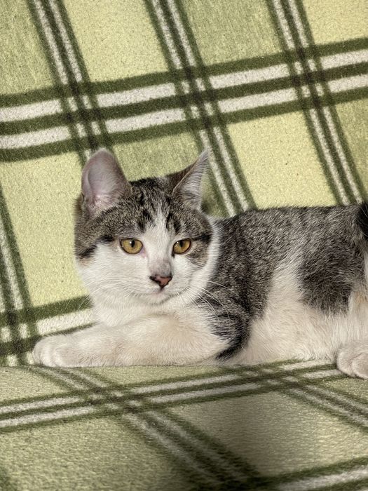 Відам котят в добрі руки!