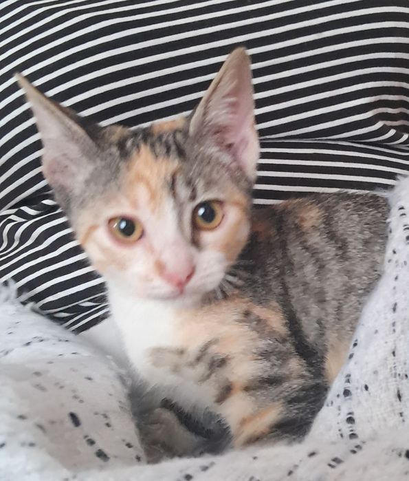 Gata tricolor para dar