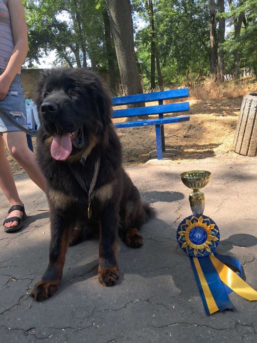 Тибетский мастиф