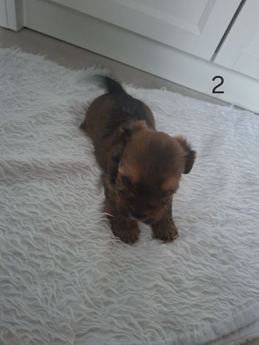 York terrier chłopczyk