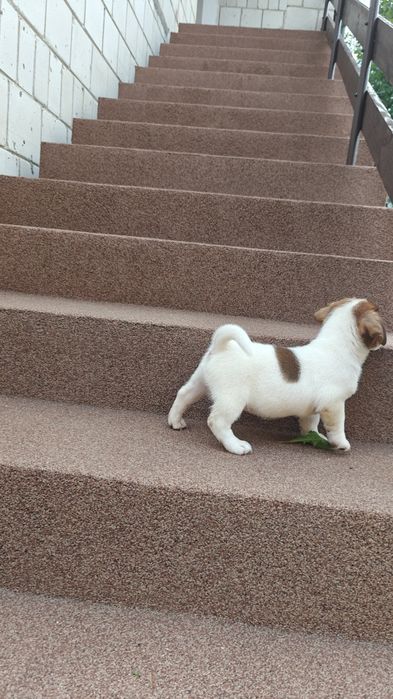 Jack russell terrier piesek