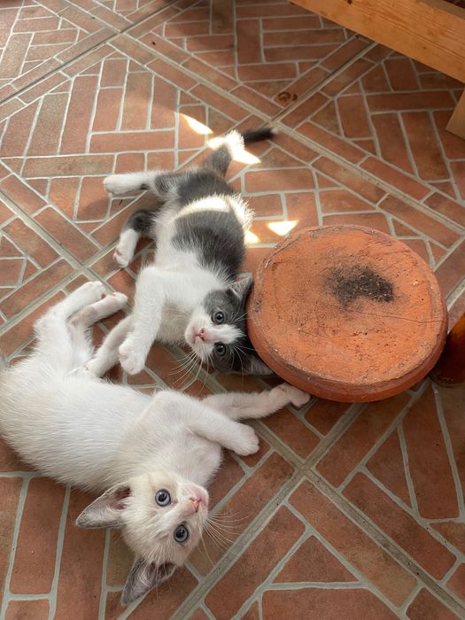 Doam-se gatinhos para adoção responsável .