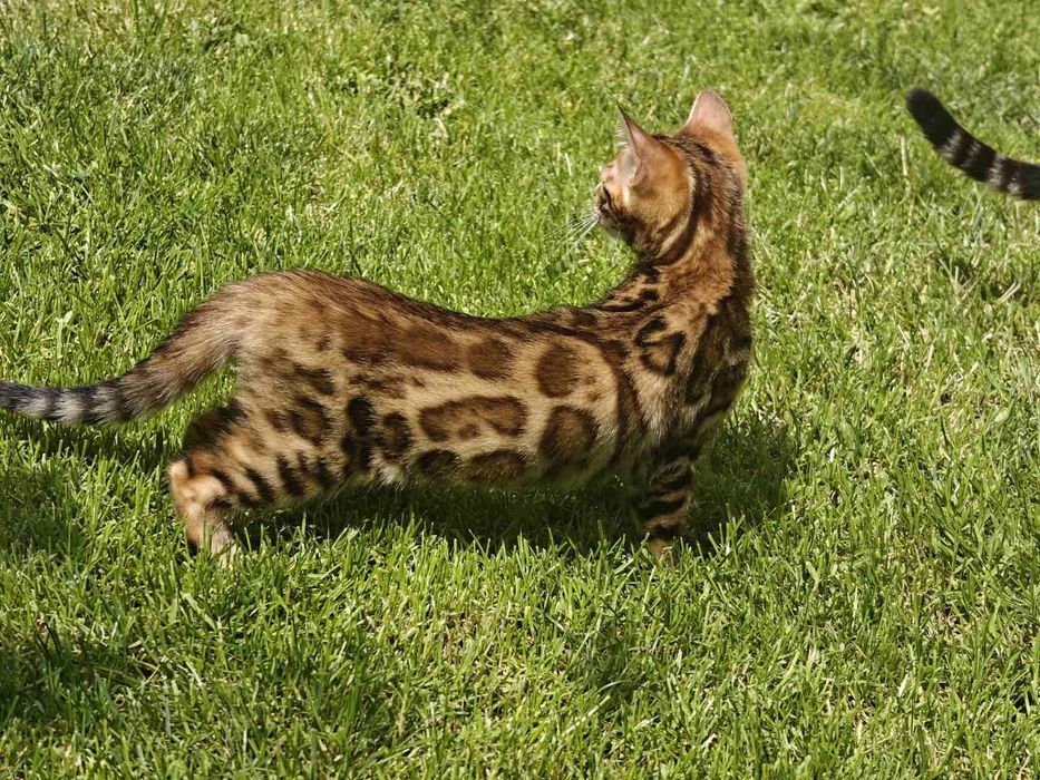 Кошенята. Бенгальські кошенята