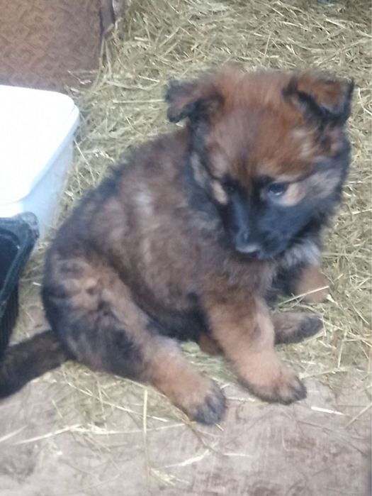 Цуцики в добрі руки /стерилізація дівчаток  за наш рахунок