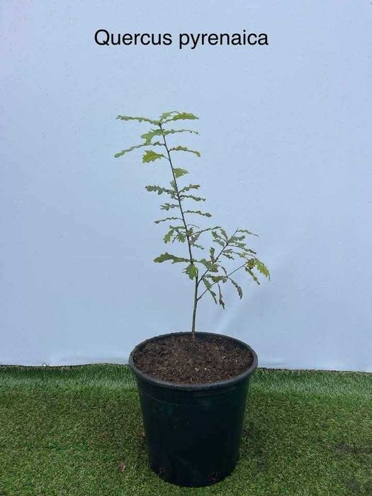 Árvore Quercus pyrenaica 40/60cm