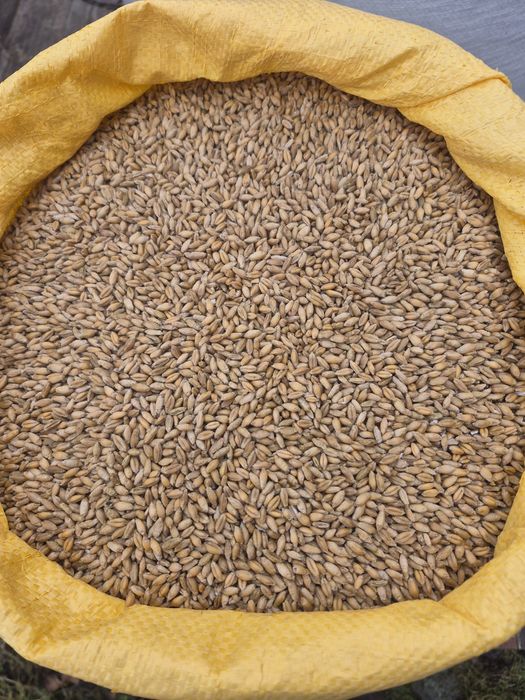 Pszenżyto dla kur, gołębi