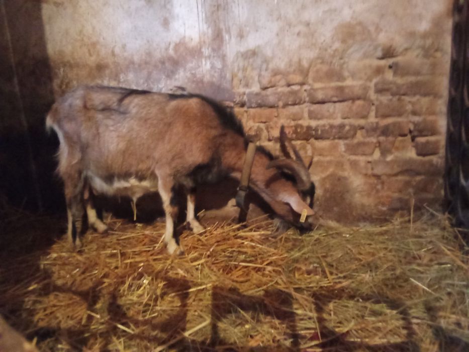 Продам козу 3 окот