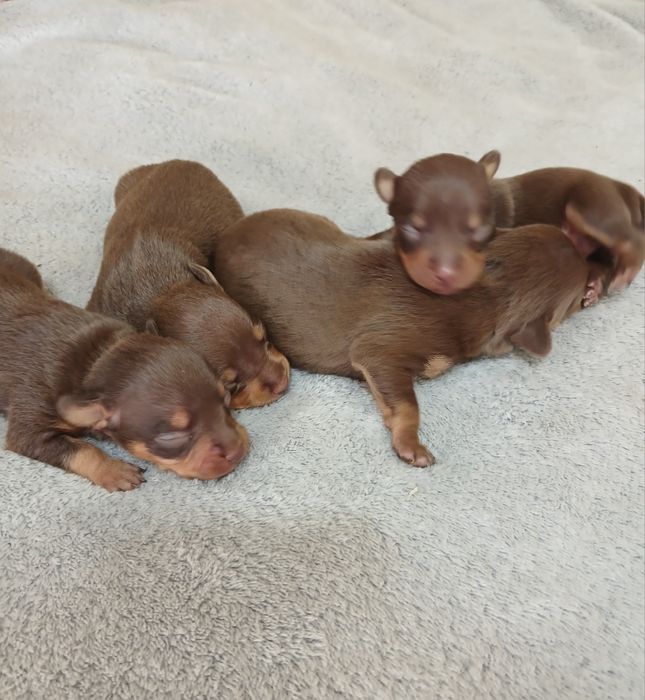 Кукольні чистокровні дітки трй-тер'єра