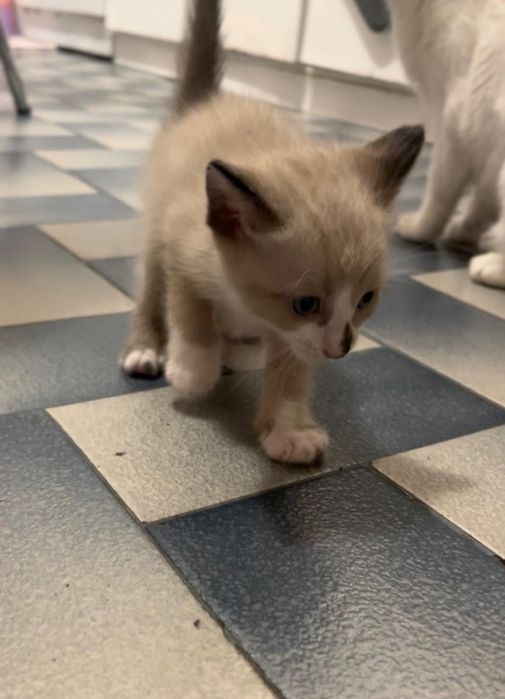 Gatos para adoção responsável