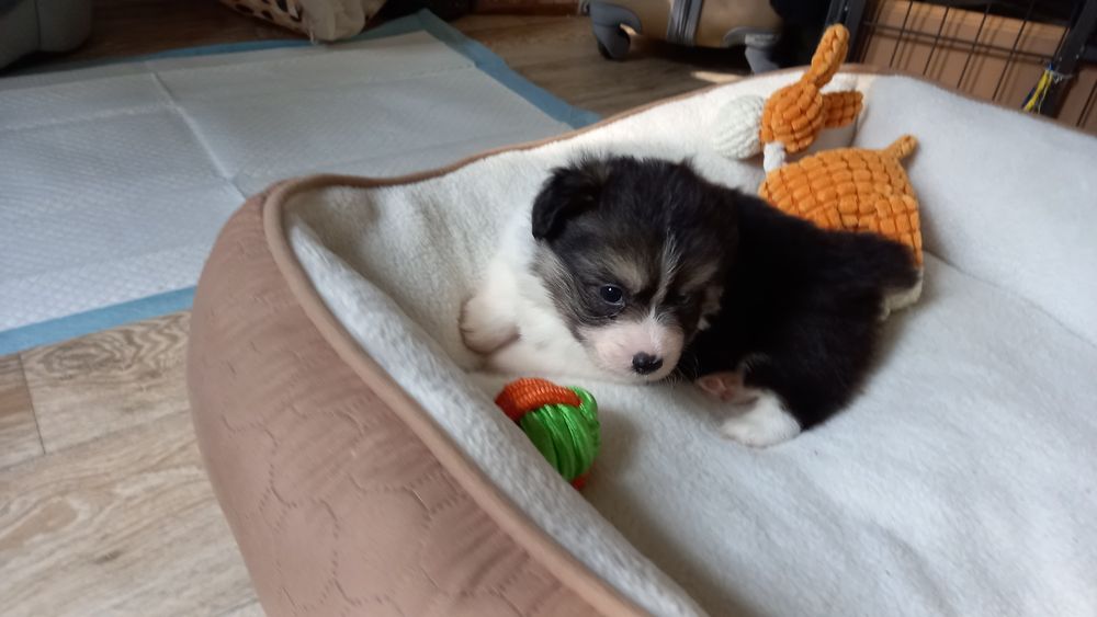 Śliczna suczka Welsh Corgi Pembroke po rodzicach FCI