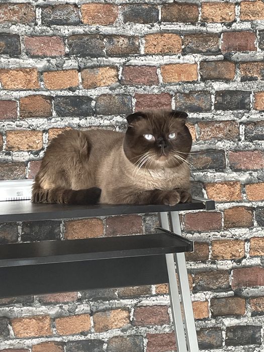 Вязка шотландца