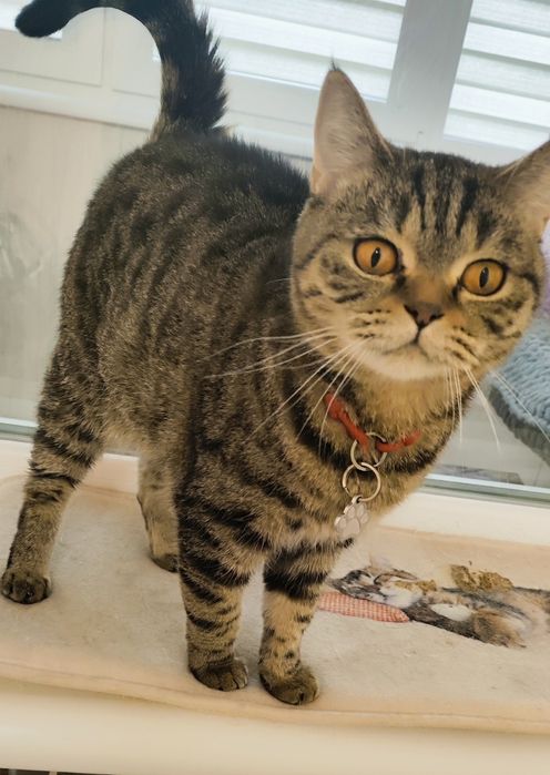 Шотландская кошечка