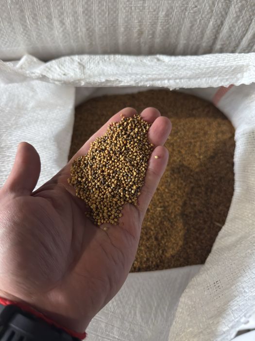 Продам Гірчиця біла ,Коріандр
