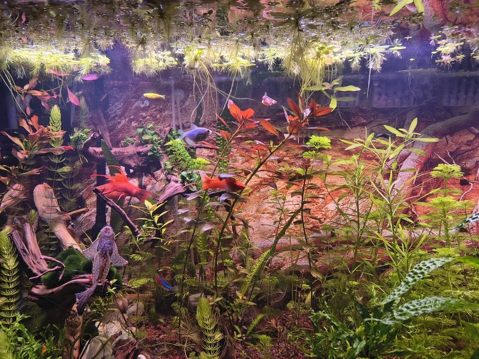 Sprzedam rośliny akwariowe z nadwyżki