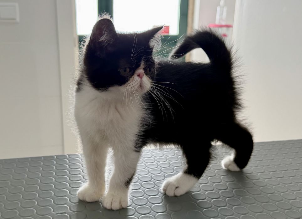 Gatinho Persa Exótico Premium ! Excelente Linhagem!