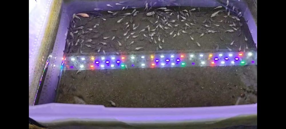 Urgente Aquariofilia, aquário, plantas e peixes