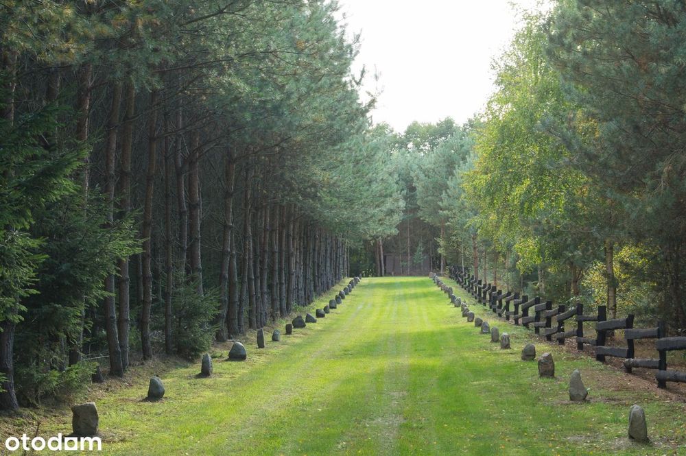 2,82 ha prywatnego lasu z domkiem – oaza spokoju na sprzedaż!