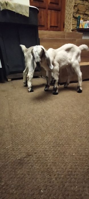 Козочка англонубійська.