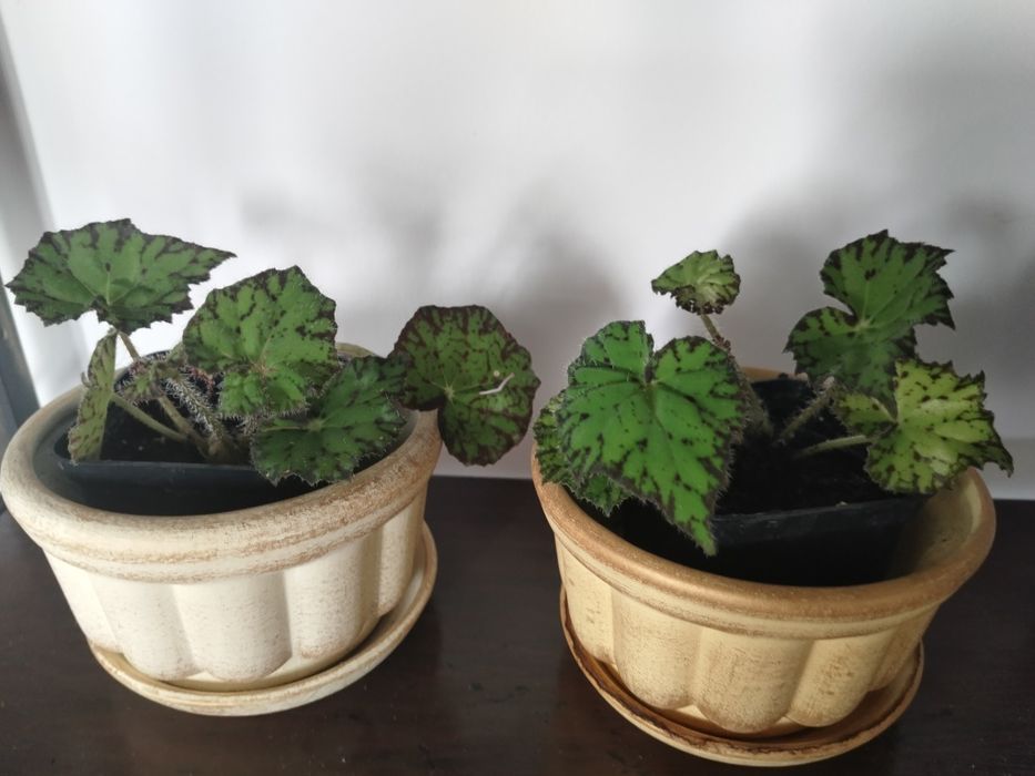 Peperomia Red Margin begonia Froggy i Tygrysia