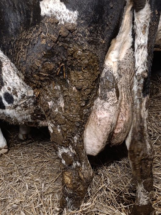 Sprzedam krowy mleczne