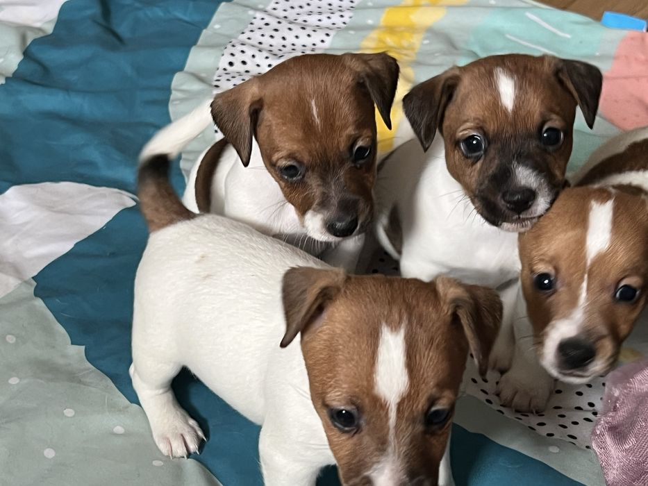 Щенки джек рассел терьер.