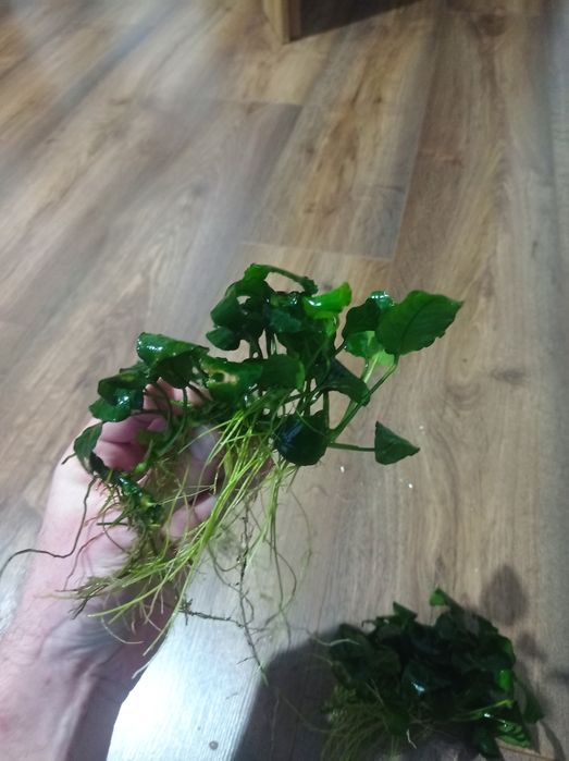 Anubias do akwarium