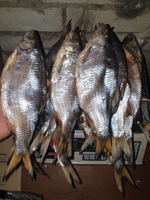 Тарань сушена з ікрою малосольна.  Лящь судак плотва вобла