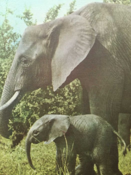 Vendo coleção de 9 postais de Fauna Africana,serie completa.