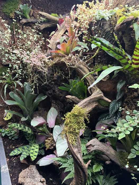 Terrarium/ paludarium/ wiwarium