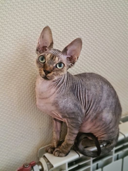 Гіпоалергенний котик