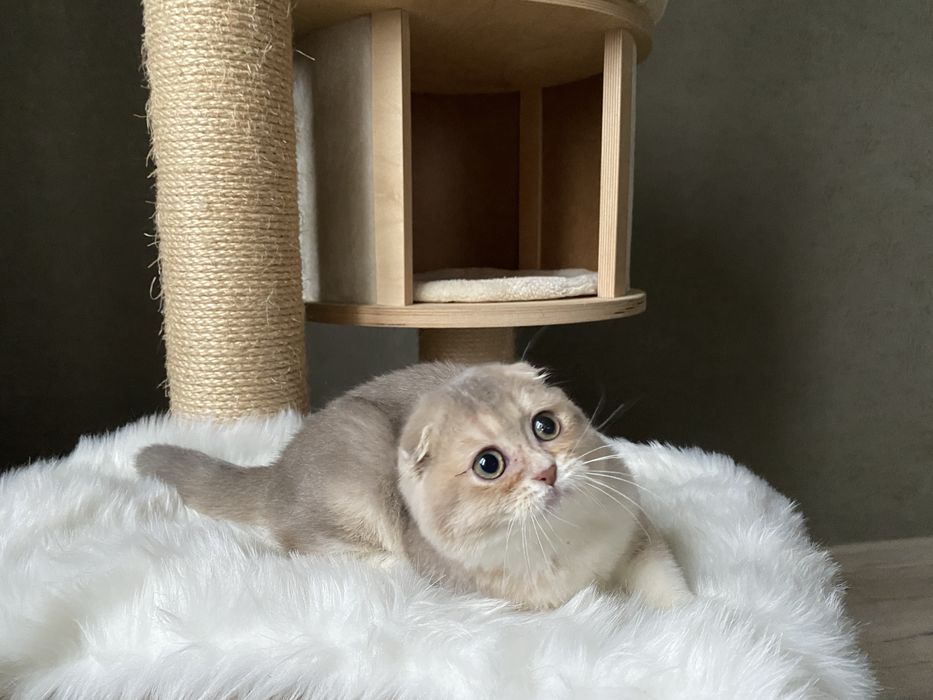 Шотландчики найчарівніші