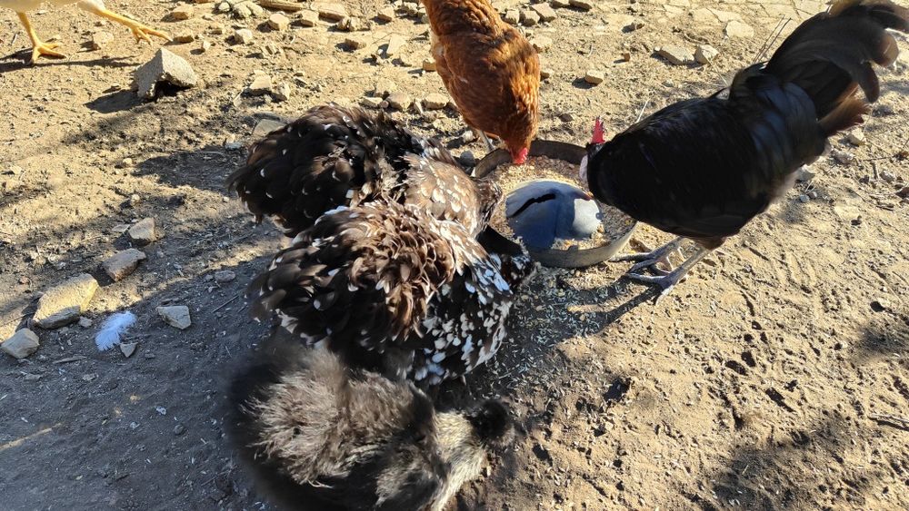 Ovos caseiros de galinha