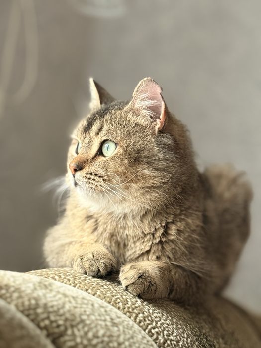 Котик Яша, метис скоттіш-страйт, шукає родину- кастрований