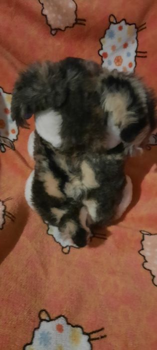 Peluches novos nunca usado